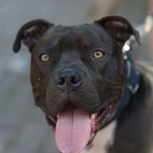 Meet your Posher, Cara